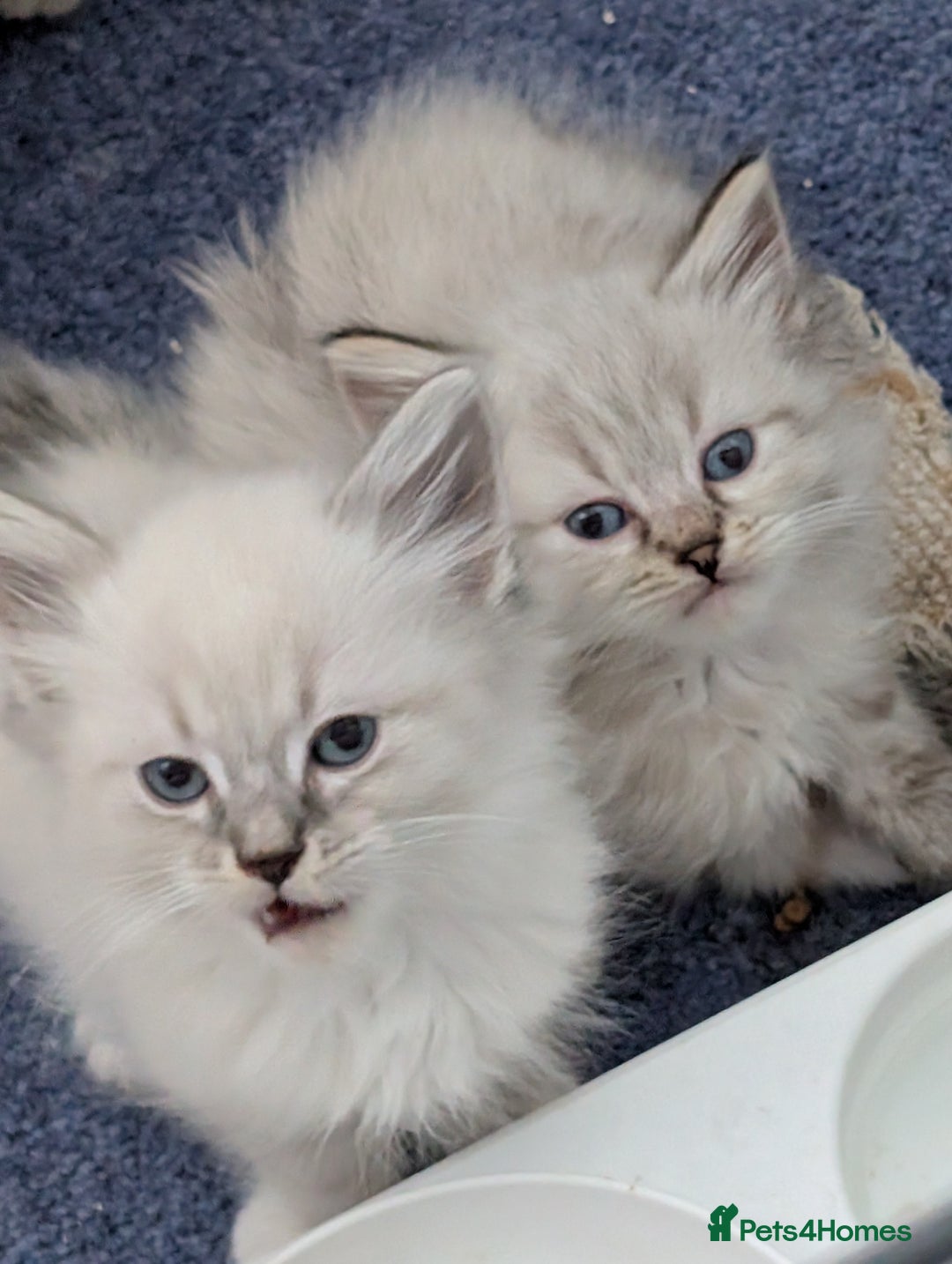 Siberian cats for sale: Kitty Neva Masguerade  - Image 9