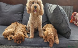 Cavapoo dogs for sale: Beautiful Cavapoo F1b for sale - Image 7