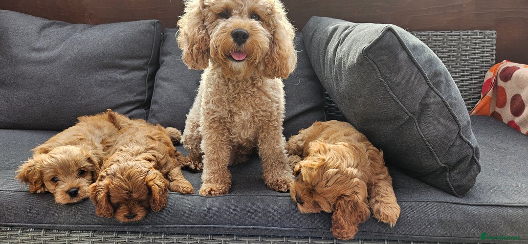 Cavapoo dogs for sale: Beautiful Cavapoo F1b for sale - Image 7