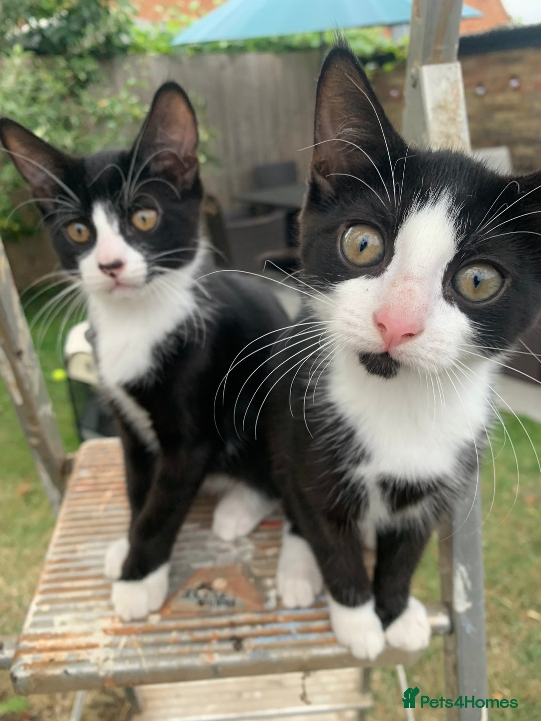 British Shorthair cats for sale: Kittens ready for new home, chipped, 1st injection - Image 2