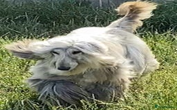 Afghan Hound dogs for sale: Three fabulous male Afghan hound puppies  - Image 11