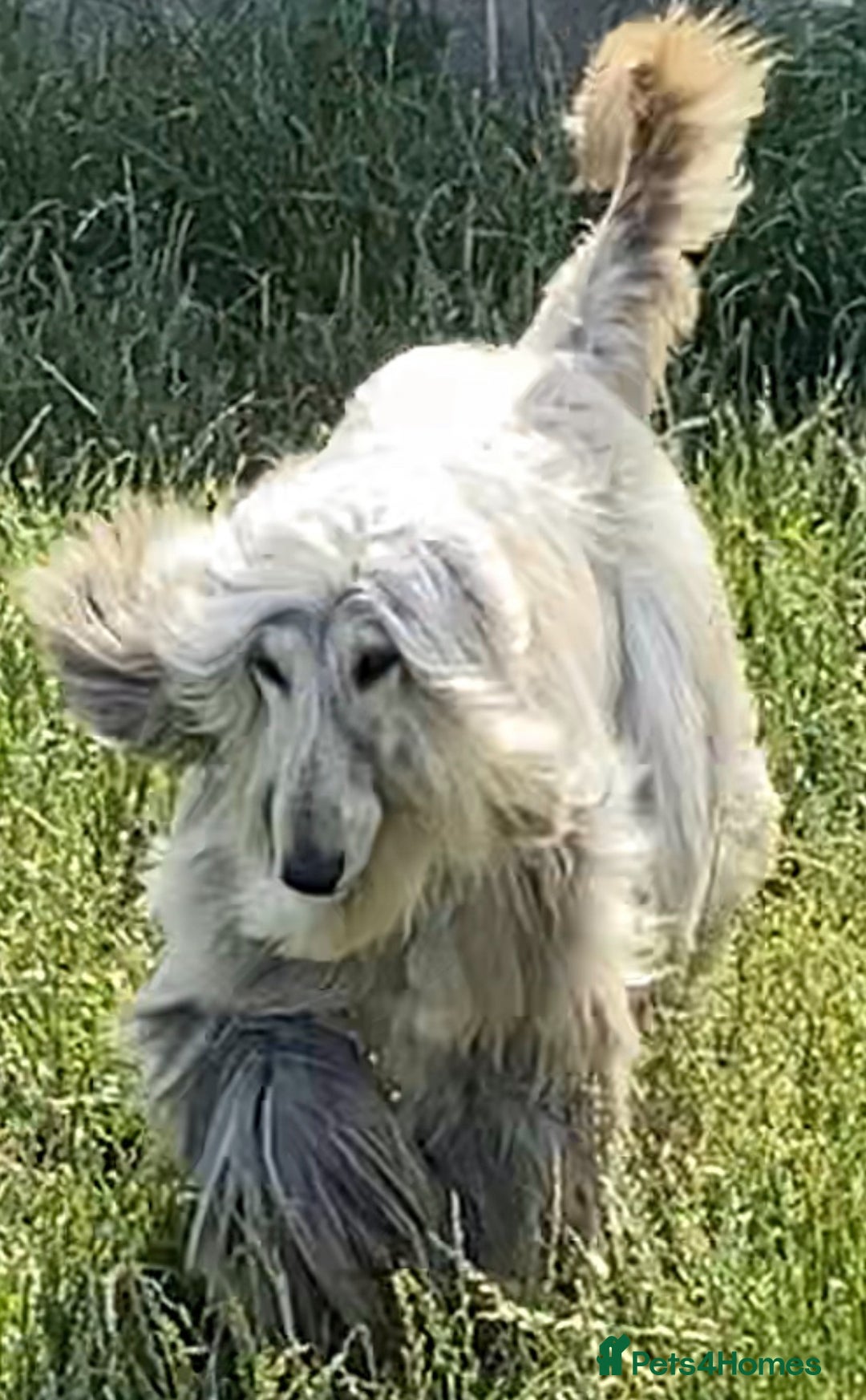 Afghan Hound dogs for sale: Three fabulous male Afghan hound puppies  - Image 11