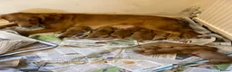 Golden Retriever dogs for sale: Two male pups  - Advert 6
