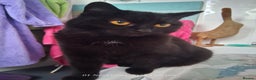Domestic Shorthair cats for sale: 4 BLACK CATS FOR REHOME. - Advert 14