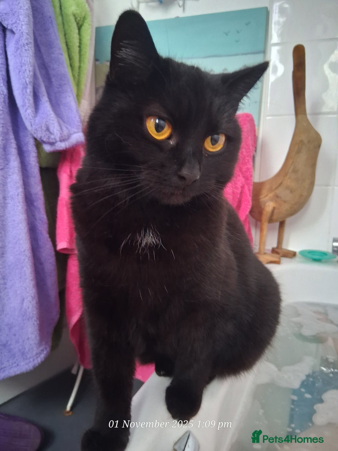 Domestic Shorthair cats for sale: 4 BLACK CATS FOR REHOME. - Advert 14