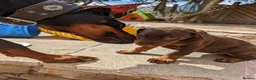 Dobermann dogs for sale: Litter due 12th April, now open for reservation  - Advert 2