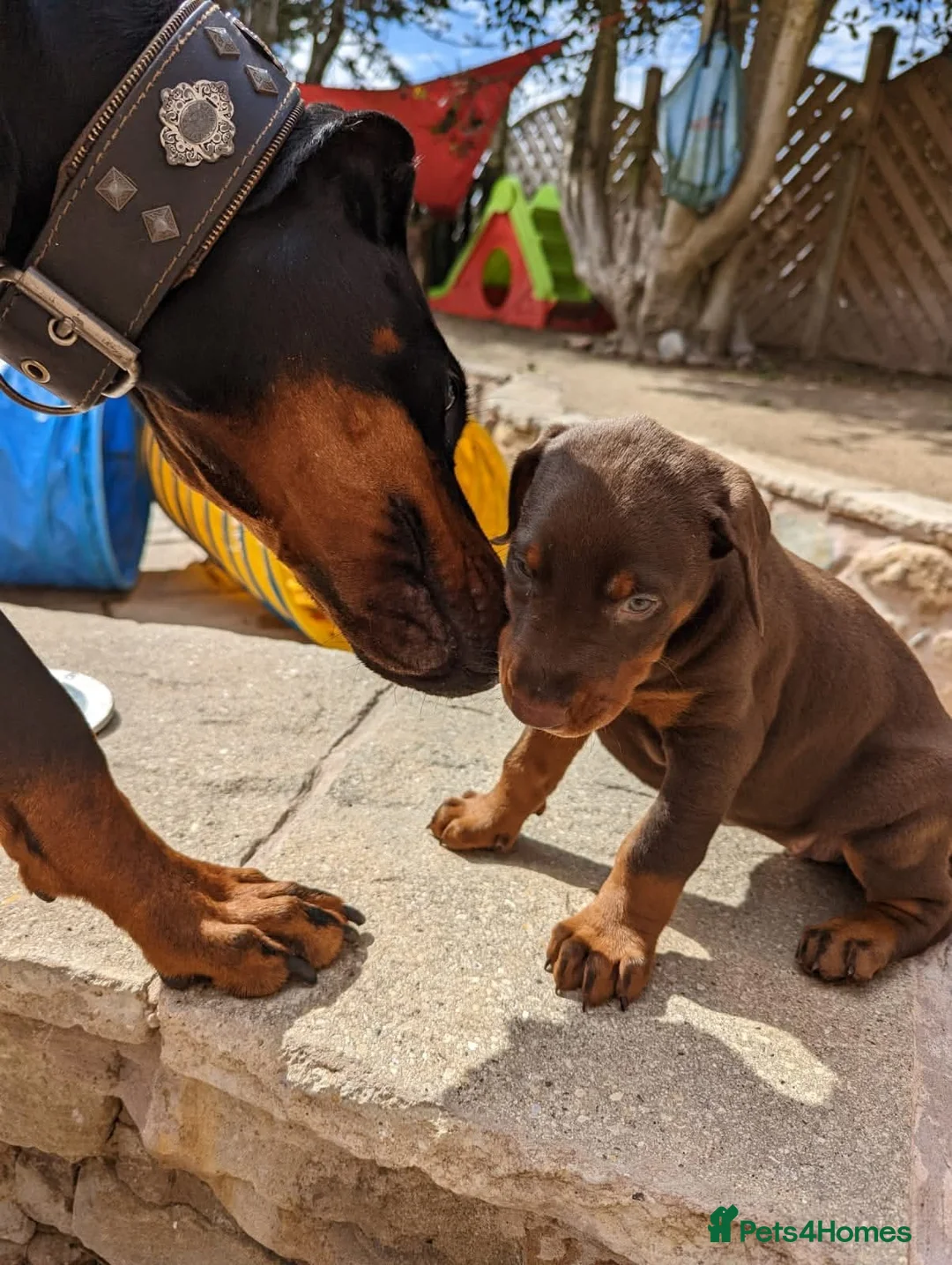 Dobermann dogs for sale: Litter due 12th April, now open for reservation  - Advert 2