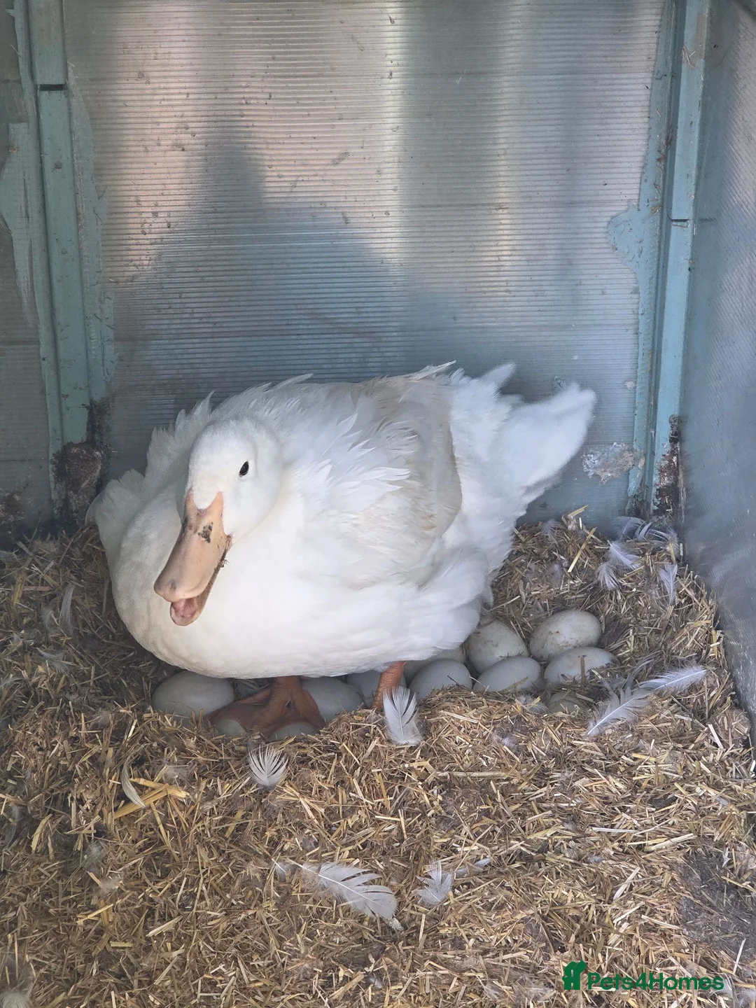 Ducks poultry for sale: Day old Ducklings in Maldon - Advert 5
