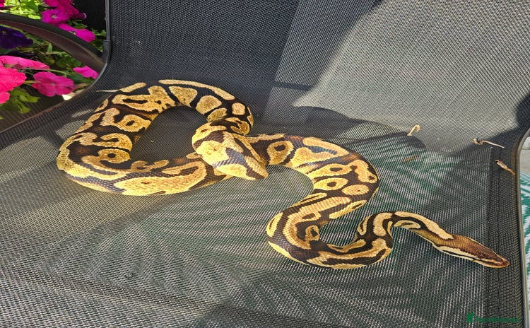 Python Snake reptiles - Advert 16