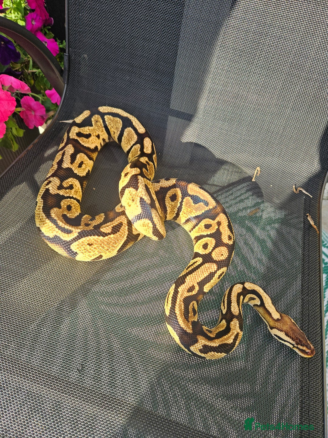 Python Snake reptiles for sale: Female gravel pastel ball python  - Image 1