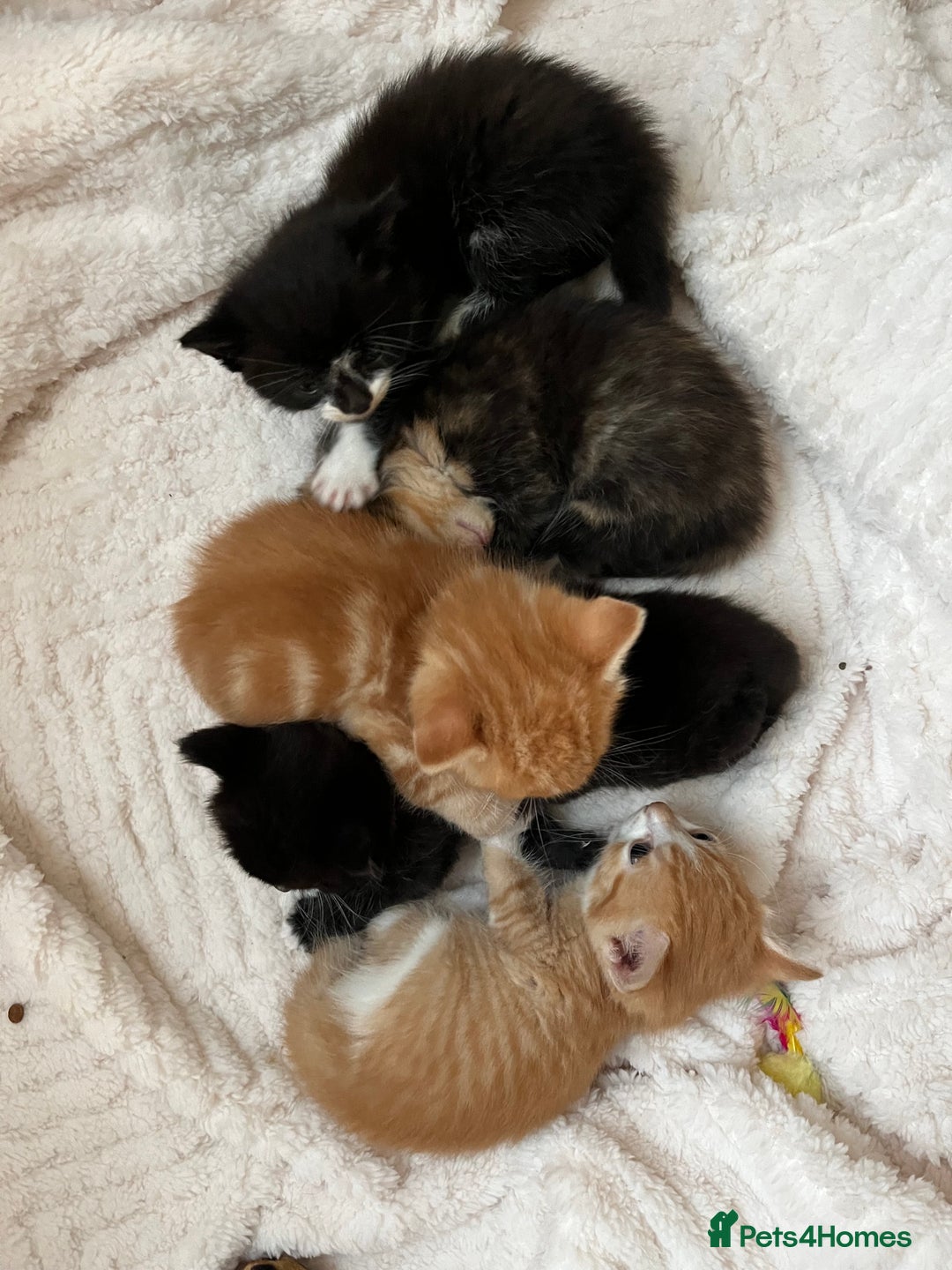 Persian cats for sale: Lovely little kittens  - Image 10