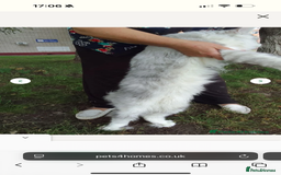 Maine Coon cats for sale: TICA registered russian poly and non poly kittens - Image 9