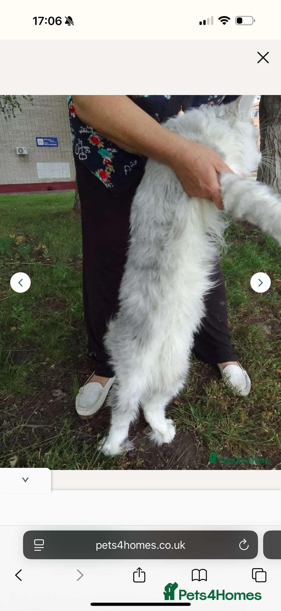 Maine Coon cats for sale: TICA registered russian poly and non poly kittens - Image 9