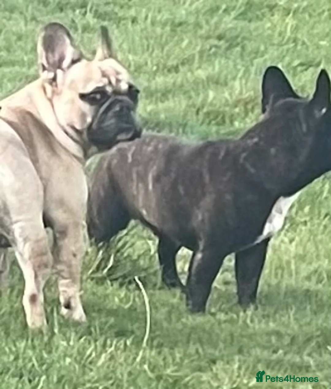 French Bulldog dogs for sale: HEALTH TESTED FRENCH BULLDOGS SPAYED GIRLS  - Advert 2