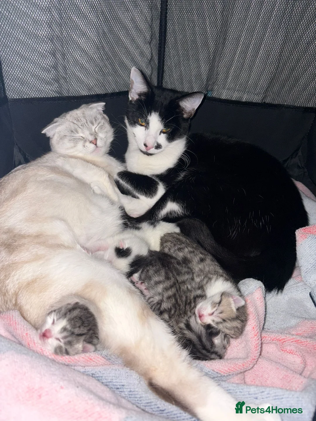 Scottish Fold cats for sale: 3 Beautiful ScottishFold TabbiesStripesSpotsFolded - Advert 10