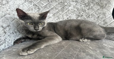 Bengal cats in Benfleet - Advert 15