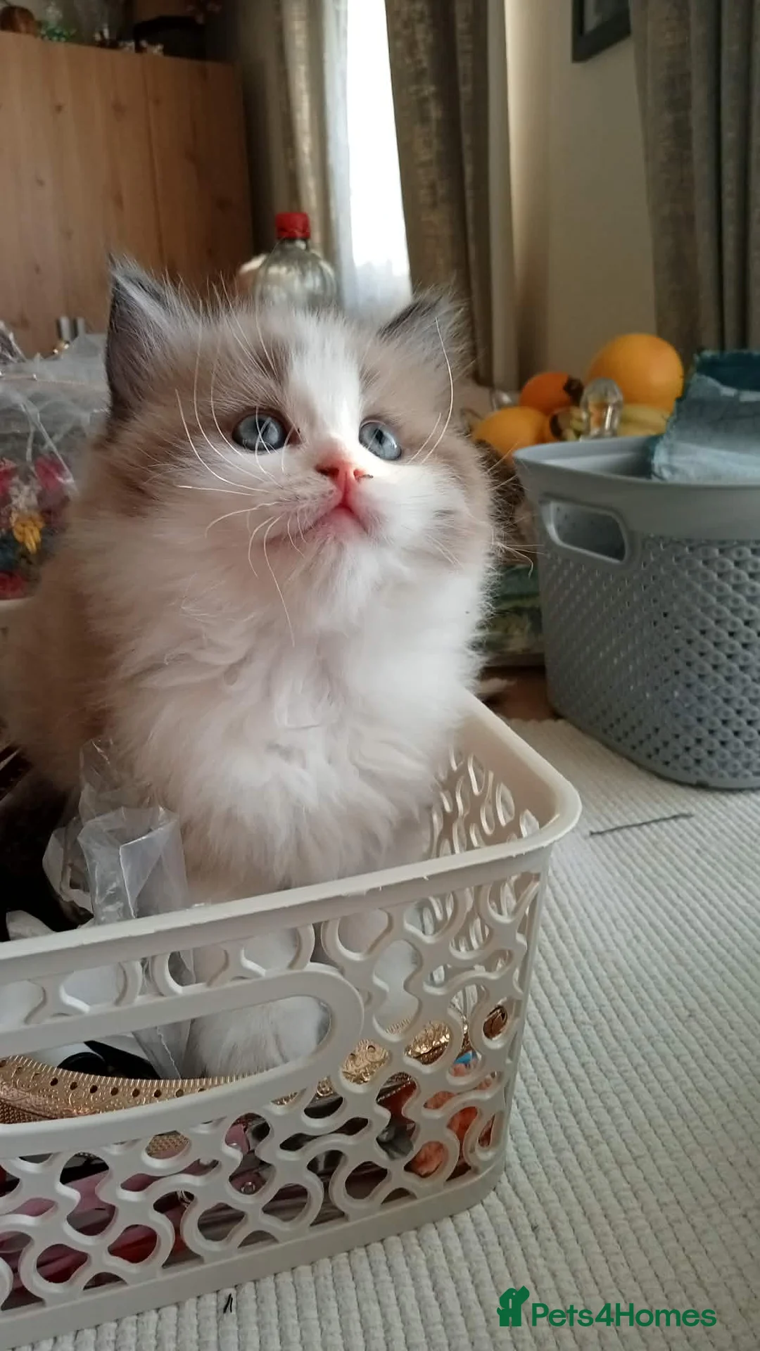 Ragdoll cats for sale: 5 Ragdoll Kittens (Girls) in Plymouth - Advert 1