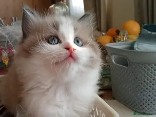 Ragdoll cats 5 Ragdoll Kittens (Girls) - Advert 1