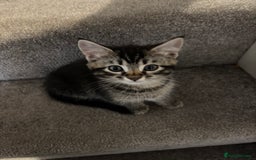 Mixed Breed cats for sale: Beautiful tabby girl - Image 1