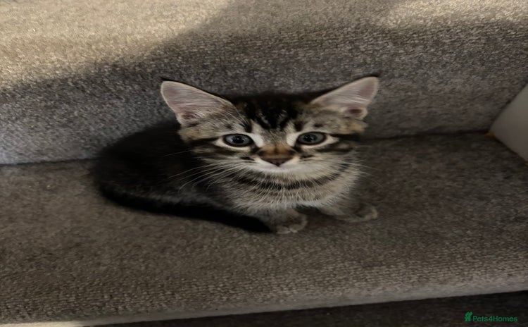 Mixed Breed cats - Advert 1