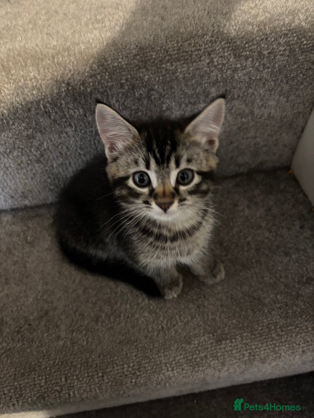 Mixed Breed cats for sale: Beautiful tabby girl - Image 1