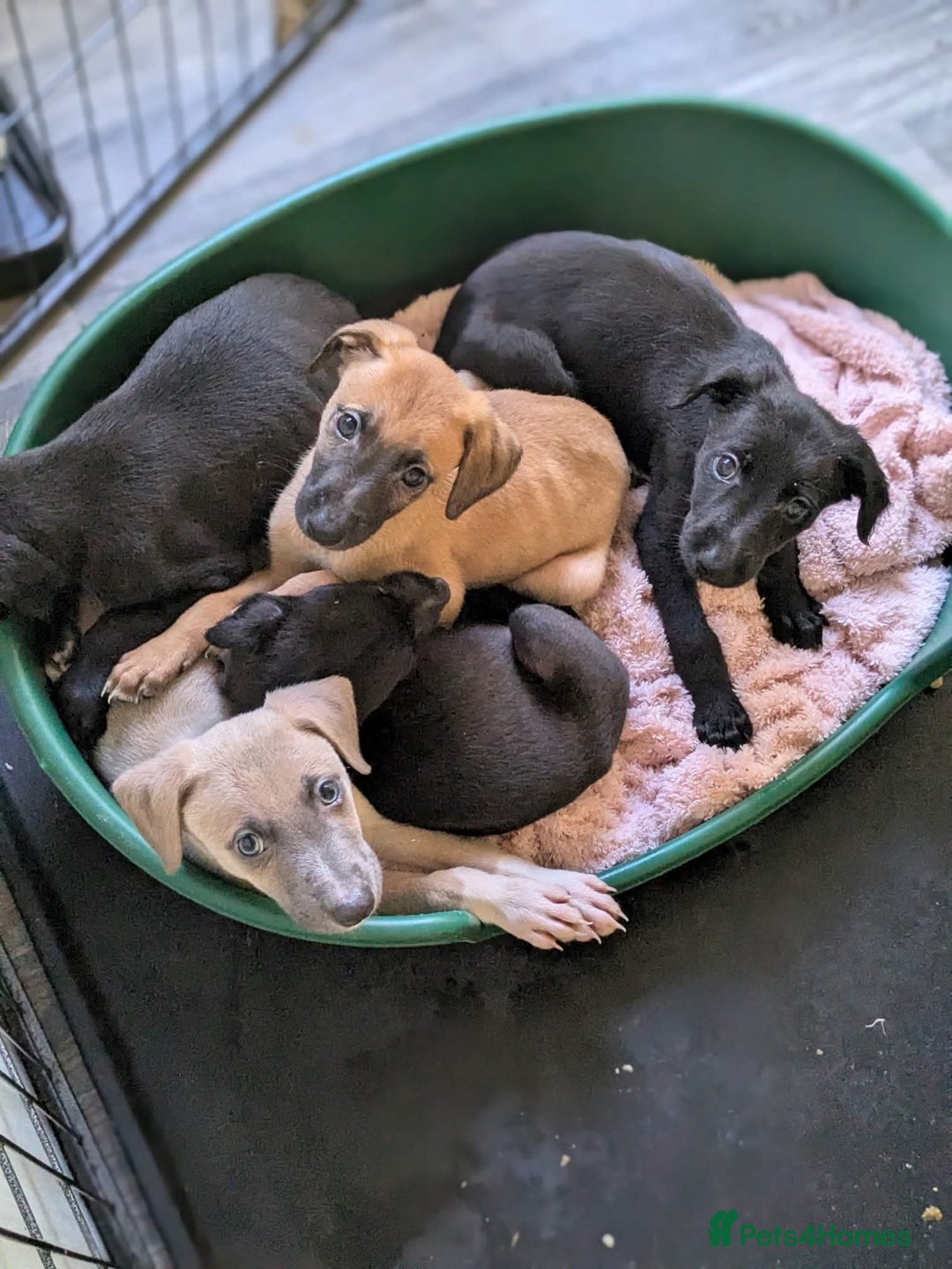 Lurcher dogs for sale: Lurcher pups ready to go to there forever home - Image 22