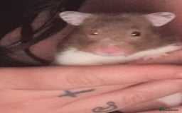Hamster rodents for sale: Female hamster  - Image 4