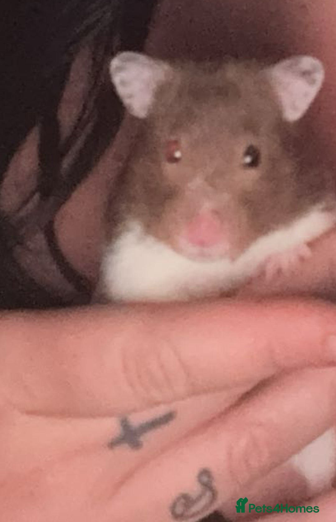 Hamster rodents for sale: Female hamster  - Image 4