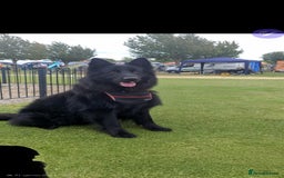 German Shepherd dogs for stud: Black German Shepard in Roslin - Image 2