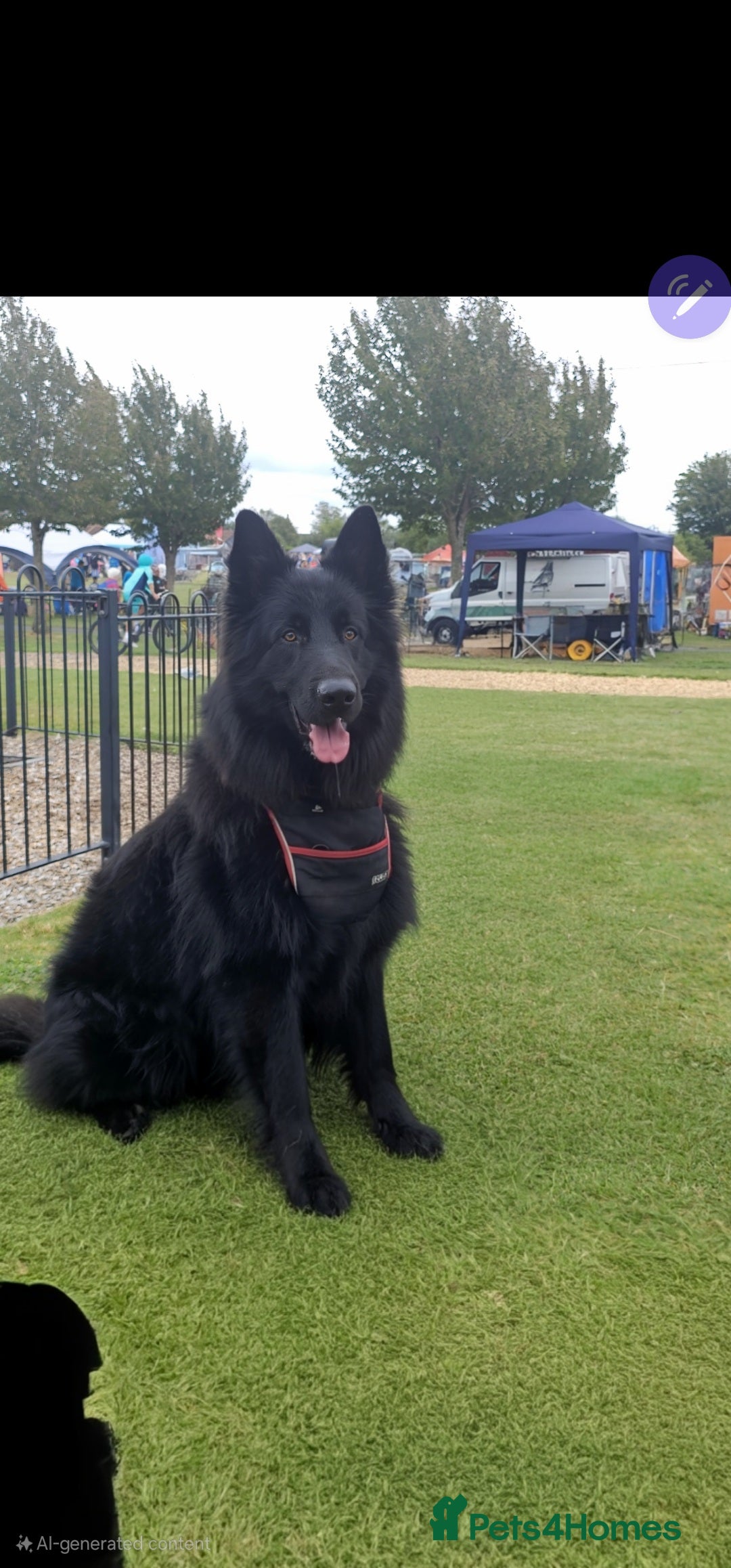 German Shepherd dogs for stud: Black German Shepard in Roslin - Image 2