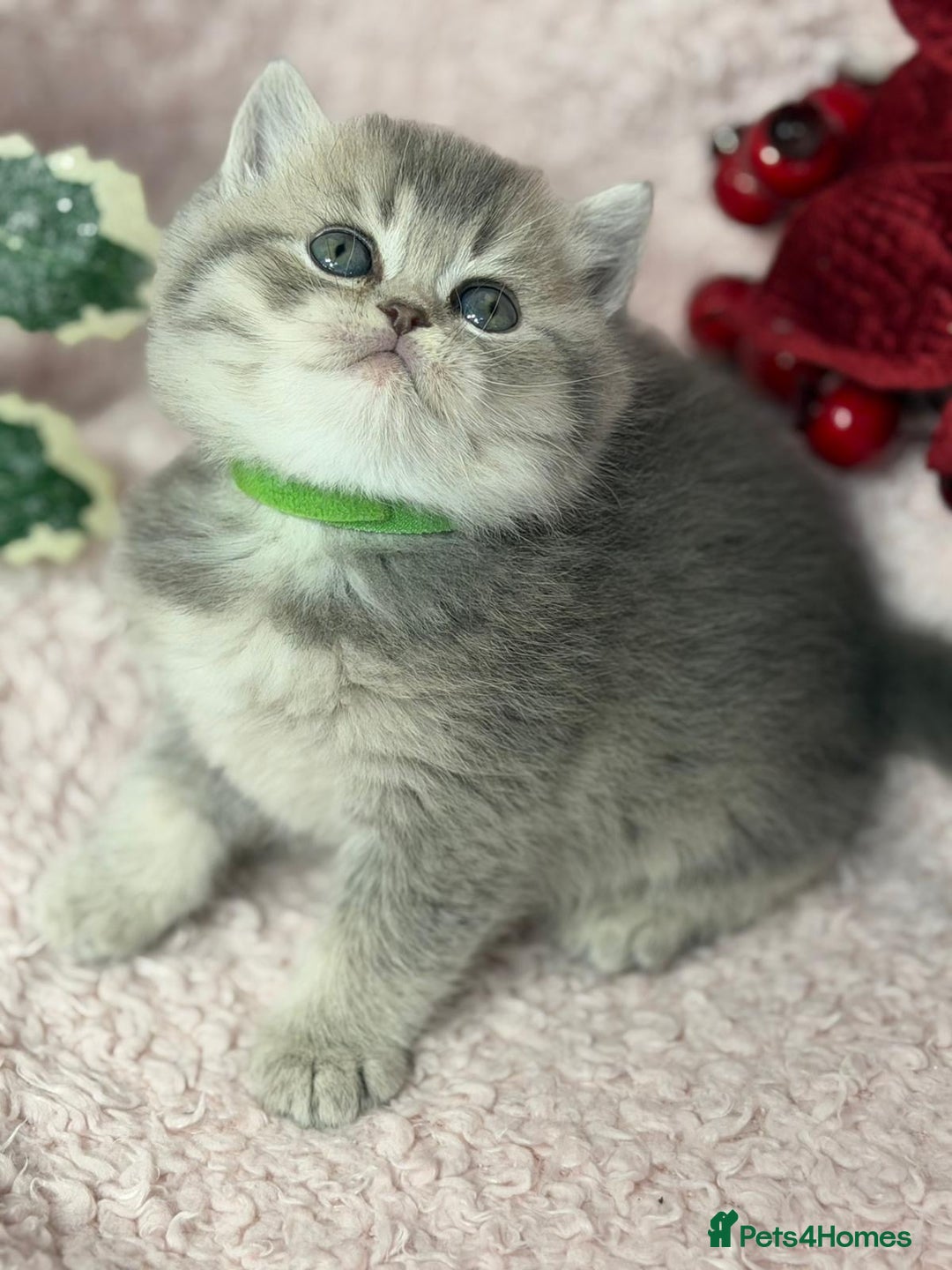 British Shorthair cats for sale: ⭐️Stunning BSH kittens GCCF registered ⭐️ - Advert 12