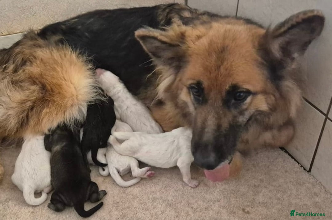 German Shepherd dogs for sale: KC White German Shepherd Puppies!👀🏡 - Image 8