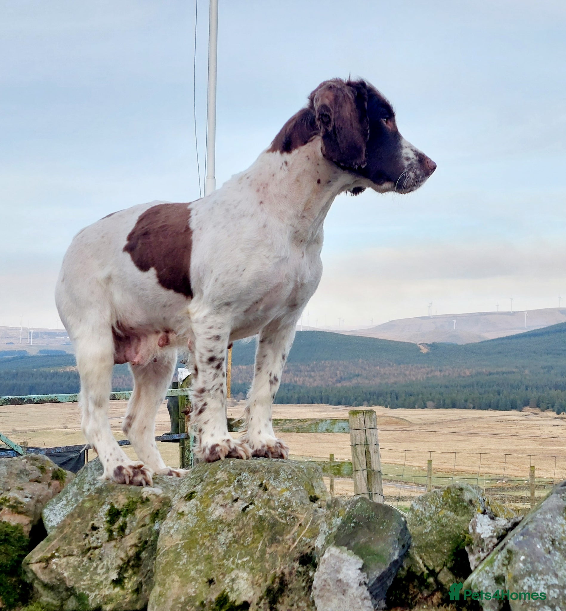 English Springer Spaniel dogs Sandaharr You Pretty Thing. KC name of avail girl  - Advert 2