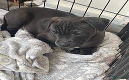 Staffordshire Bull Terrier dogs for sale: Sold  - Image 22