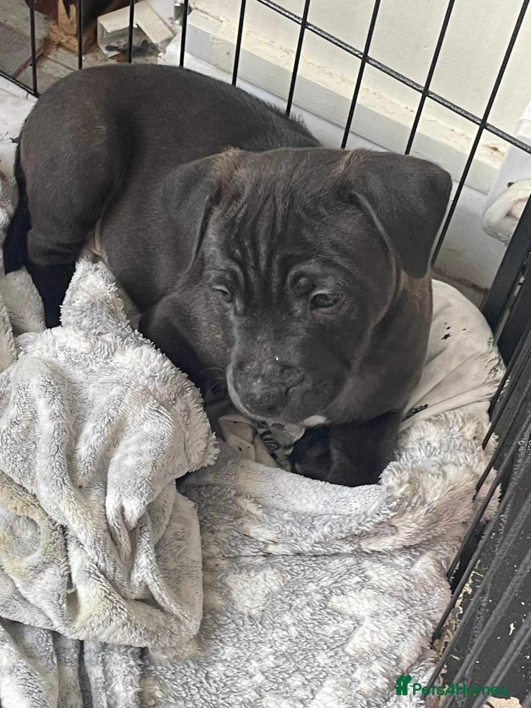 Staffordshire Bull Terrier dogs for sale: Sold  - Image 22