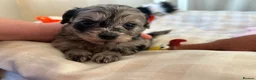 Mixed Breed dogs for sale: Pomapoos  - Advert 8