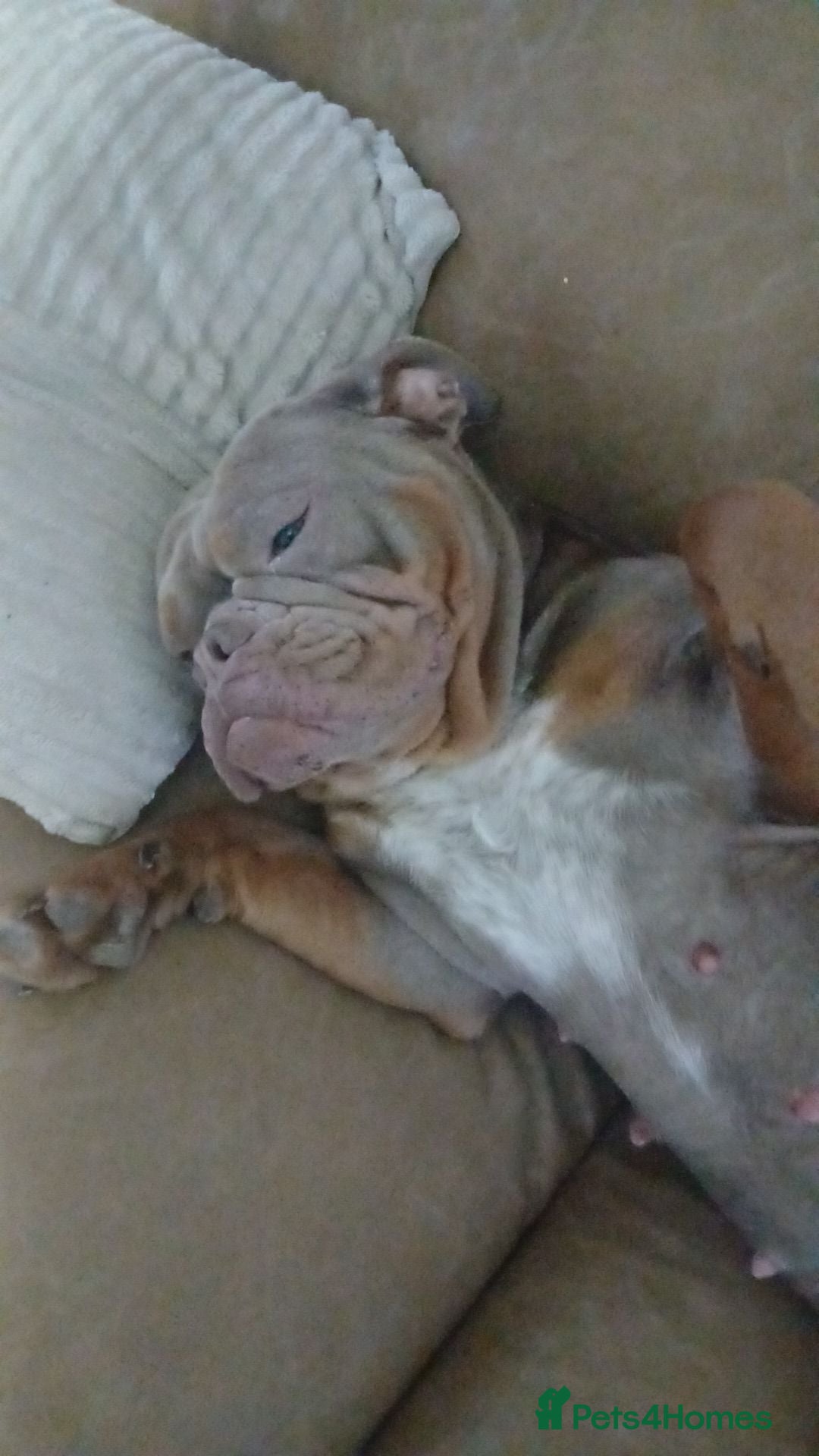 Olde English Bulldogge dogs for sale: 2yrs old female  - Advert 2