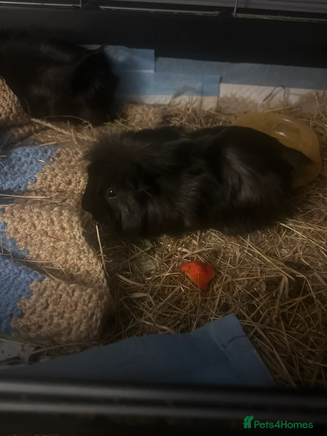 Guinea Pig rodents for sale: X2 female sister guinea pigs - Advert 2