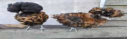 Chickens poultry for sale: Purebred Polish & USA Silkie Pekins Available  - Advert 2