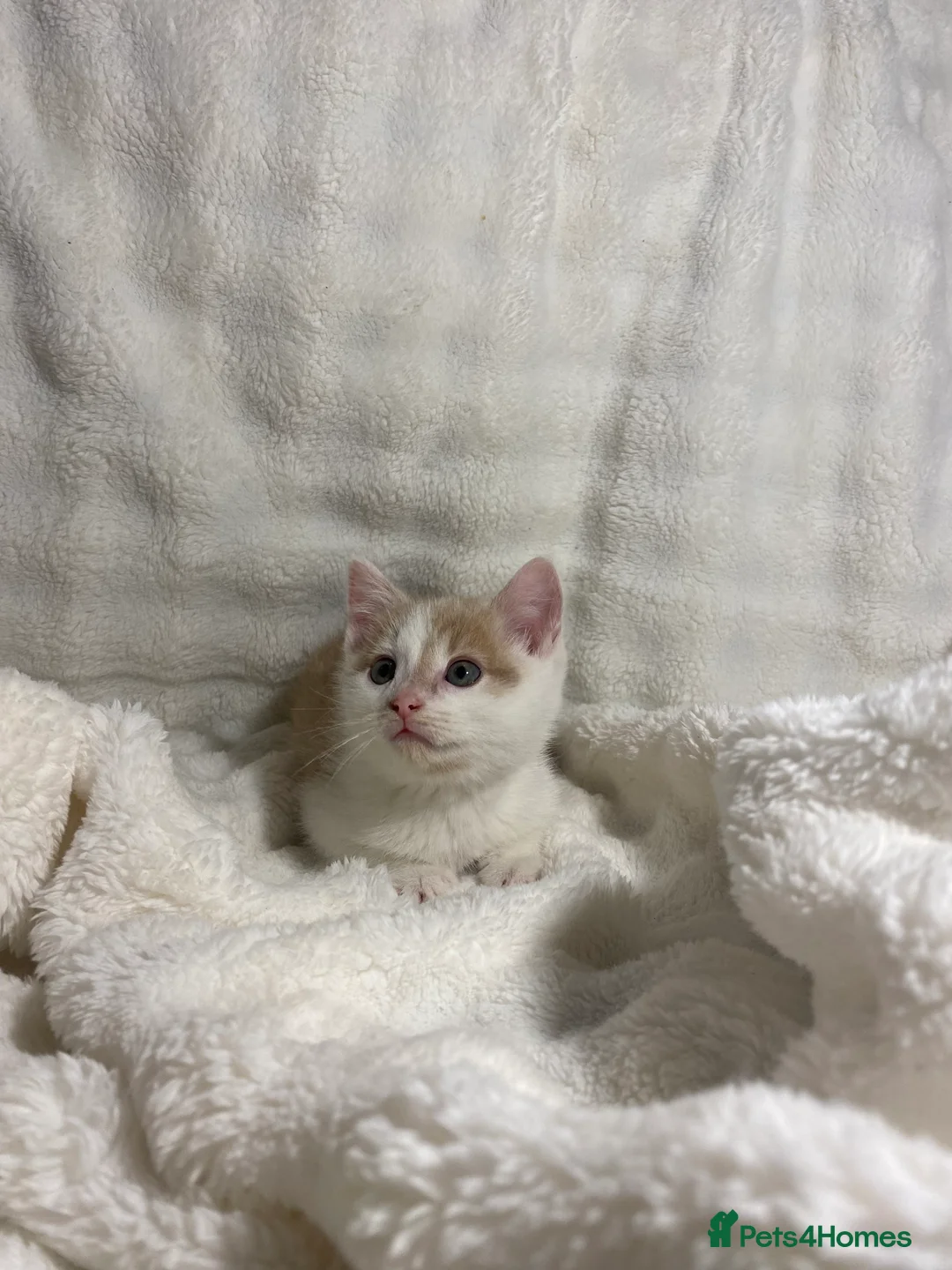 Mixed Breed cats for sale: 3 Adorable Kittens Ready For Their New Home🏡 - Advert 5