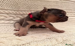 French Bulldog dogs for sale: 5 KC registered French Bulldogs🐾 - Image 5