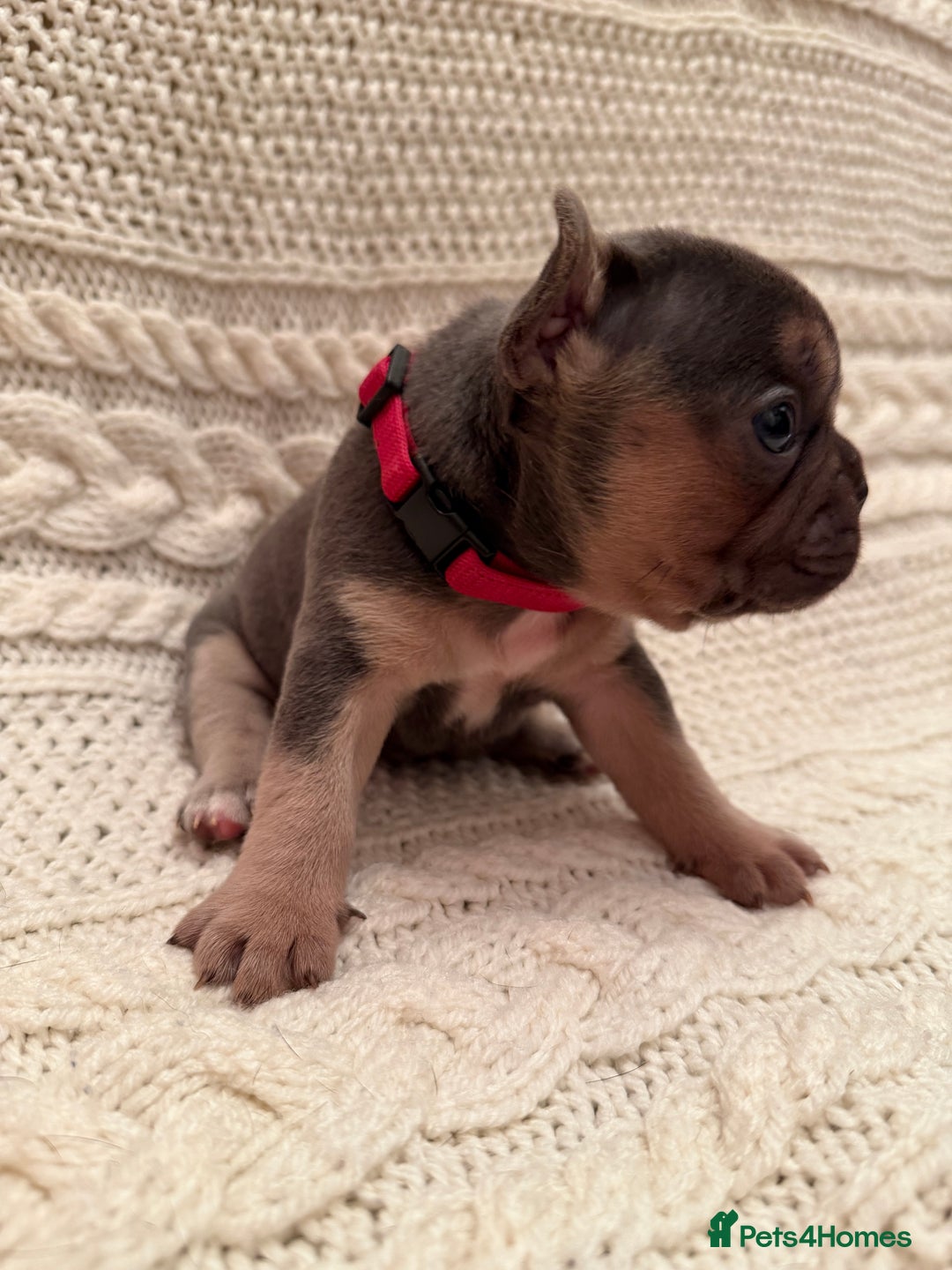 French Bulldog dogs for sale: 5 KC registered French Bulldogs🐾 - Image 5