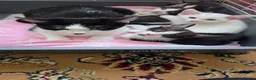 Mixed Breed cats for sale: Aliev - Advert 3