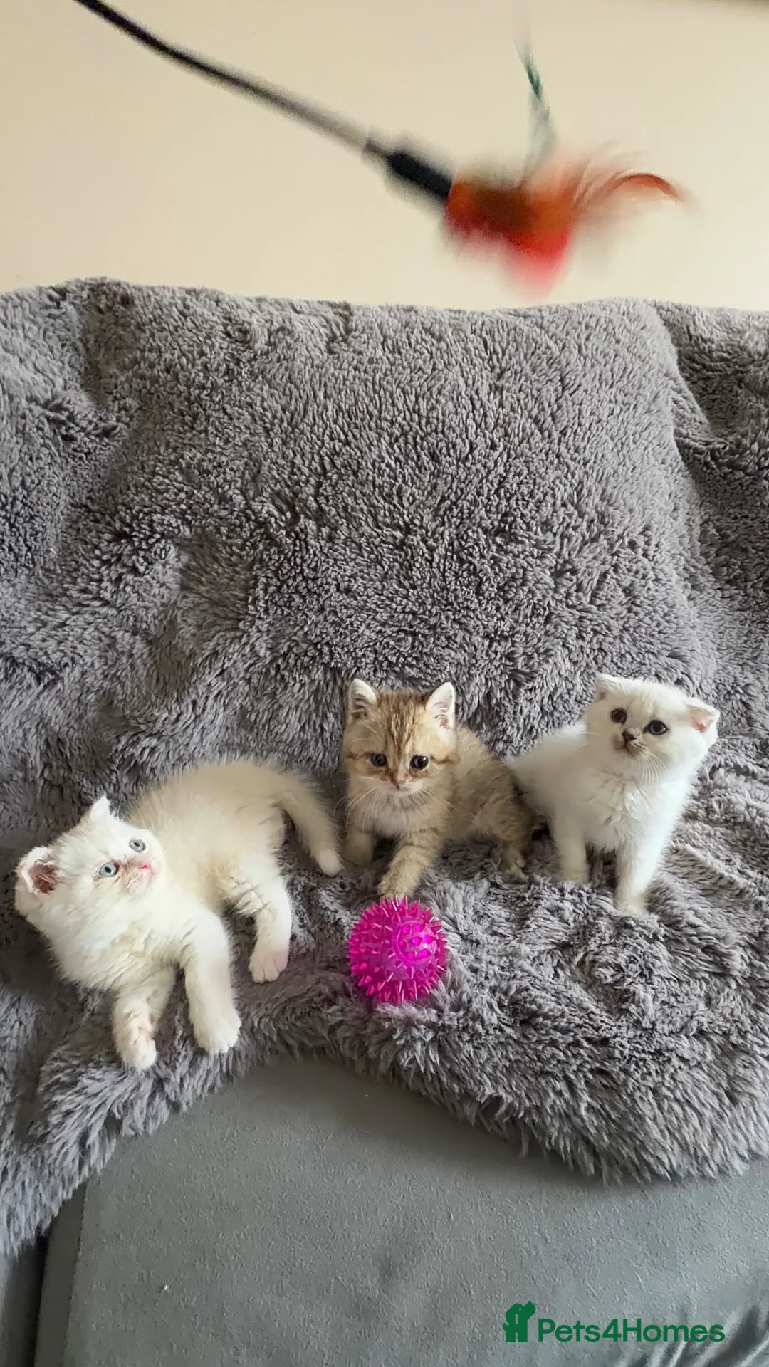Scottish Fold cats for sale: Sweet Scottish fold kittens ready for best family  in Derby - Advert 1