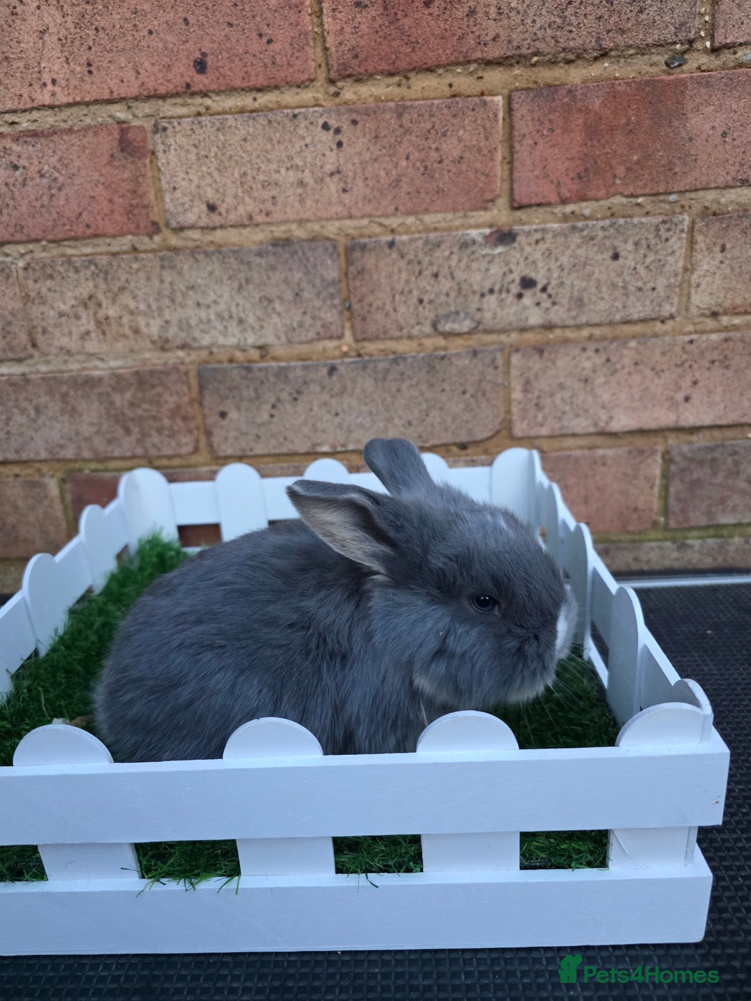French Lop rabbits for sale: Pure bred French lops - Advert 2