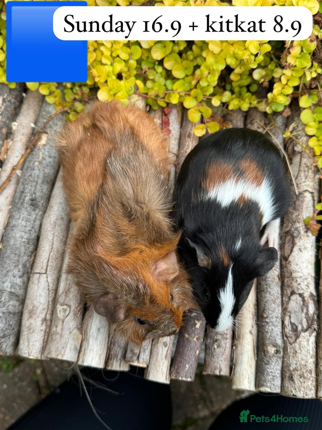 Guinea Pig rodents for sale: Beautiful baby male guinea pigs ready now and soon - Image 7