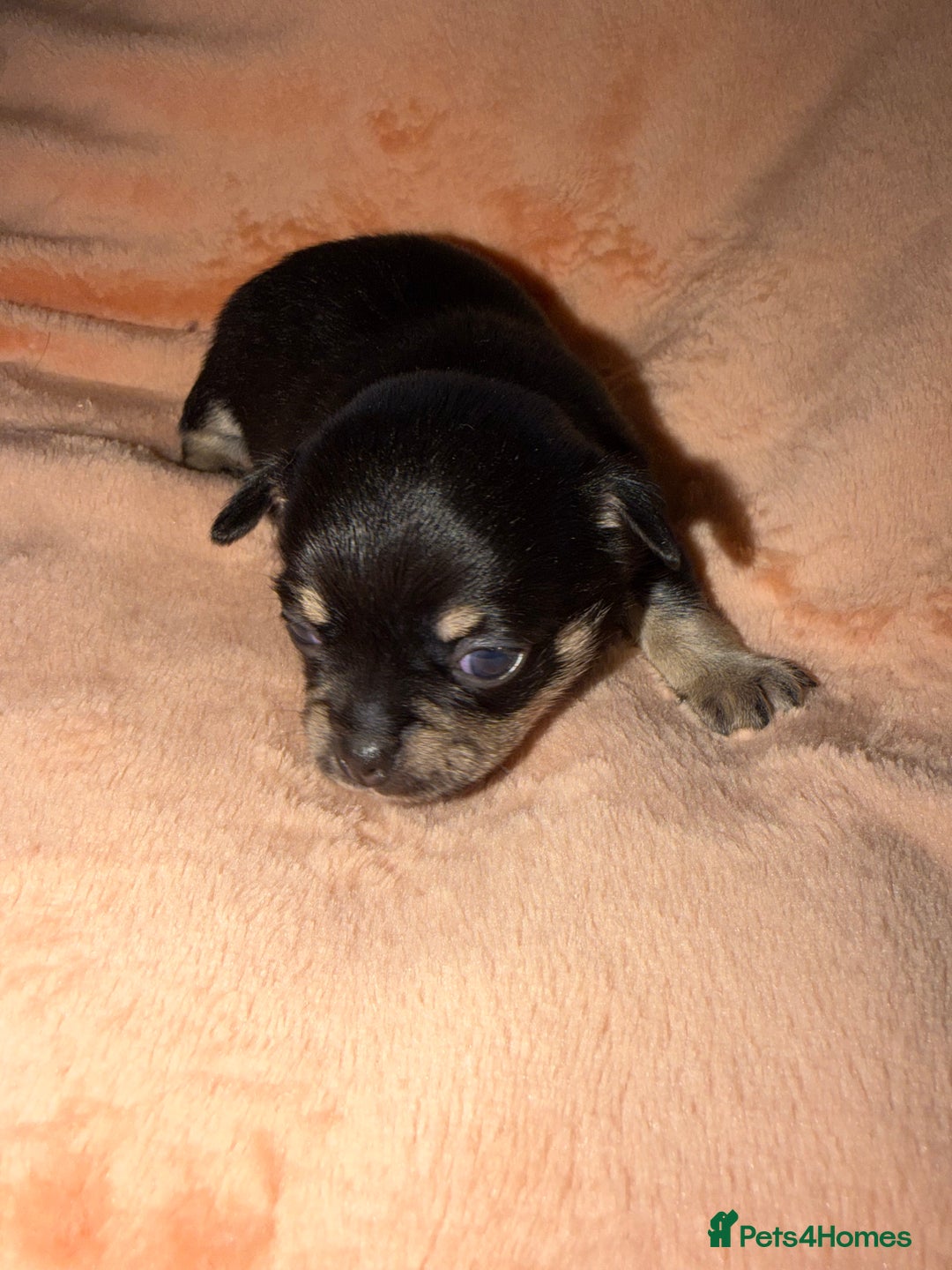 Chihuahua dogs for sale: Fuzzy playful baby boy tri coloured  - Advert 3
