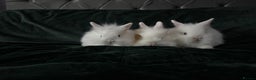 Lionhead rabbits for sale: Beautiful lion-head bunnies 🐰  - Advert 4