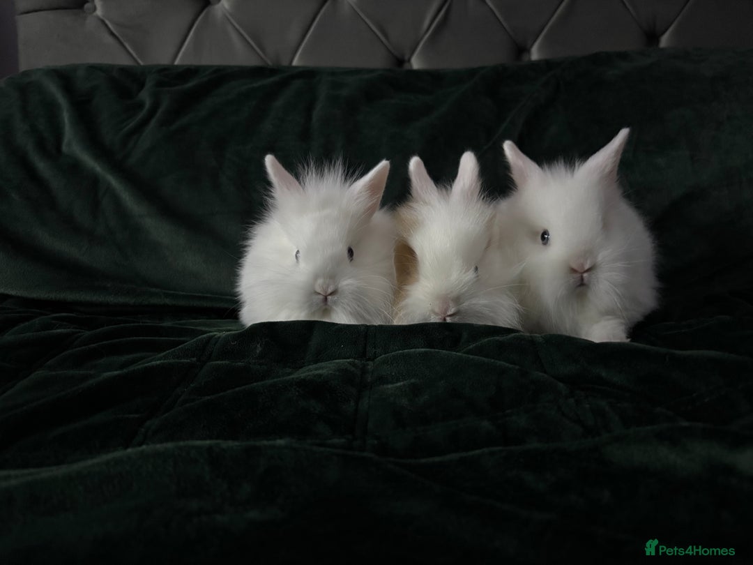 Lionhead rabbits for sale: Beautiful lion-head bunnies 🐰  - Advert 4