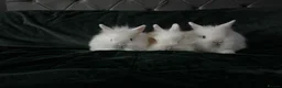 Lionhead rabbits for sale: Beautiful lion-head bunnies 🐰  - Advert 4